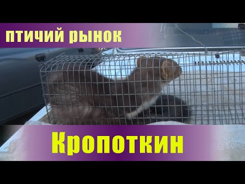 Видео: Птичий рынок. Кропоткин. Часть 3. [25.09.2022]