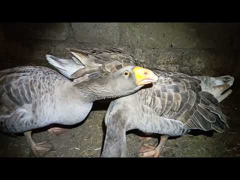 Видео: Тульские горбоносые