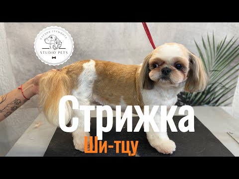 Видео: Стрижка ши-тцу/ груминг в домашних условиях #viral #dog #pet #собака #animal