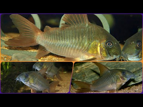 Видео: Аквариумный сомик Коридорас Конколор Содержание Разведение и Чем кормить сомика
