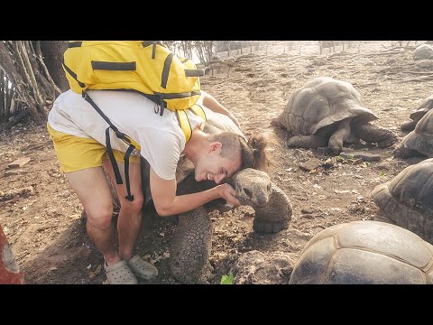 Видео: се гушкам со џиновски желки