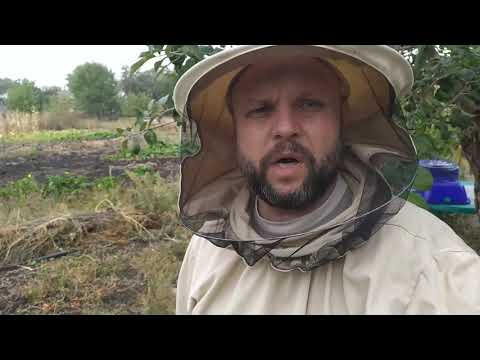 Видео: 2 октября 2020 г. Пчелы не берут сироп 🤔. Наелись?