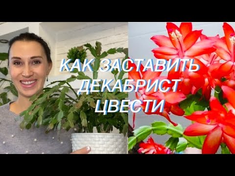 Видео: 🌿🌸КАК ЗАСТАВИТЬ ДЕКАБРИСТ ЦВЕСТИ 100 % СПОСОБ/УХОД/ПОДКОРМКА/РАЗМНОЖЕНИЕ🌸🌿 #цветокдекабрист