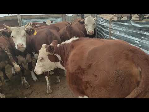 Видео: Ақбас 2 жасарлар🐄  видеоның соңында көретіндеріңіз🐫