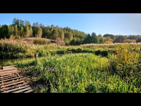 Видео: Необычный гость на самодельном пруду