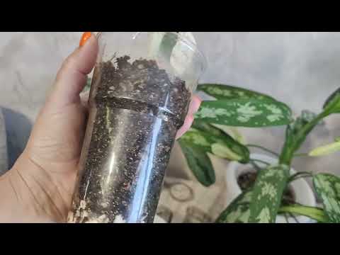 Видео: РАСТЮШКИ. Что новенькое приобрела? ☘️🌺🌿🌸#растенияпочтой #гибискус #аглаонема #посылка #цветы