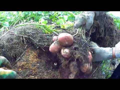 Видео: Вырастил картошку в опилках