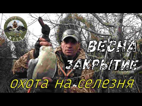 Видео: Команда "Nils" Охота на селезня с подсадной и манками. Закрытие весенней охоты