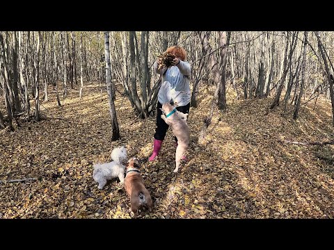 Видео: Ну і як ділити ГРИБИ?..Грибники в ступорі, а собакам байдуже!