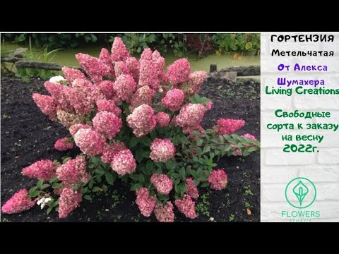 Видео: Гортензия метельчатая от Алекса Шумахера. Living Creations. принимаем заказы на весну 2023 г.