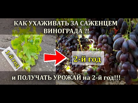Видео: КАК УХАЖИВАТЬ ЗА САЖЕНЦЕМ ВИНОГРАДА И ПОЛУЧАТЬ УРОЖАЙ УЖЕ НА ВТОРОЙ ГОД?!