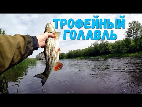 Видео: TsuYoki Rival sr 43sp сделал рыбалку | Трофейный ГОЛАВЛЬ | Ловля голавля на спиннинг.