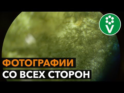 Видео: ИМЕННО ТАК выглядит настоящая триходерма