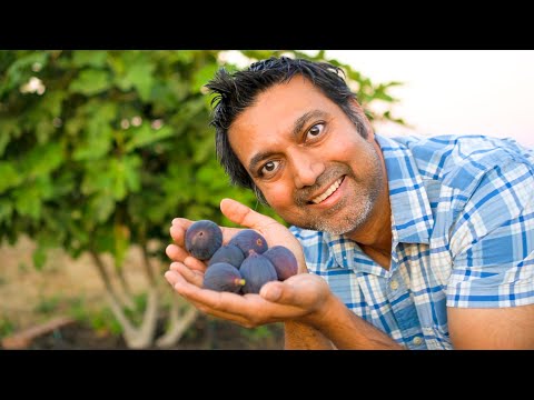 Видео: Почему люди терпят неудачу при выращивании инжира