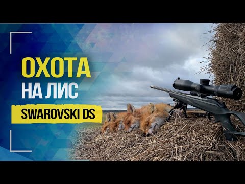 Видео: Swarovski DS, выстрел на 530м, охота на лис и обзор | 530 meters shot, fox hunt and review | 2020