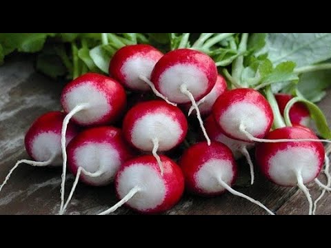 Видео: ВЫРАЩИВАНИЕ РЕДИСА ЗИМОЙ в домашних условиях