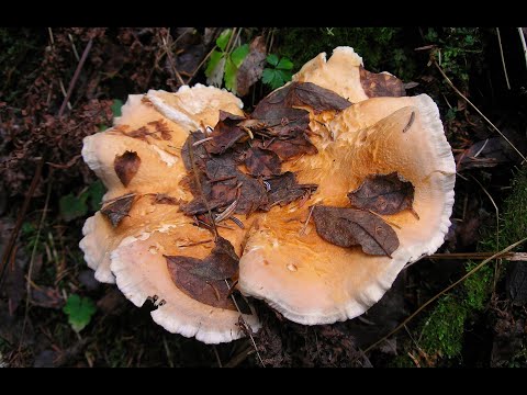 Видео: Для новичков: ежовик желтый