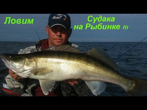 Видео: Ловим судака на Рыбинском Водохранилище на воблеры BATи  Kosadaka