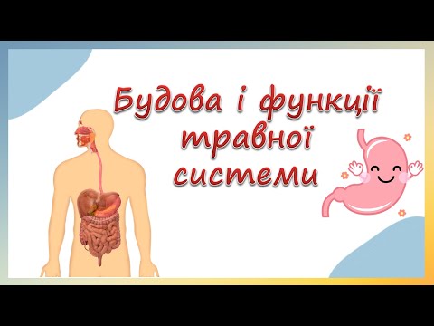 Видео: Будова і функції травної системи