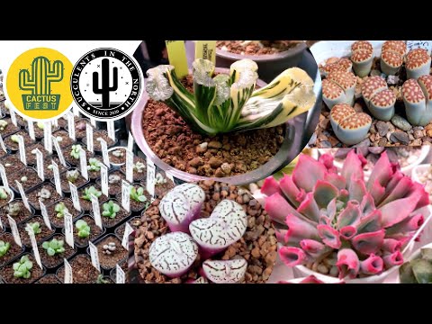 Видео: Кактус Фест / Cactus Fest 2023