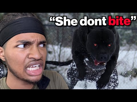 Видео: Самые опасные породы собак на Земле
