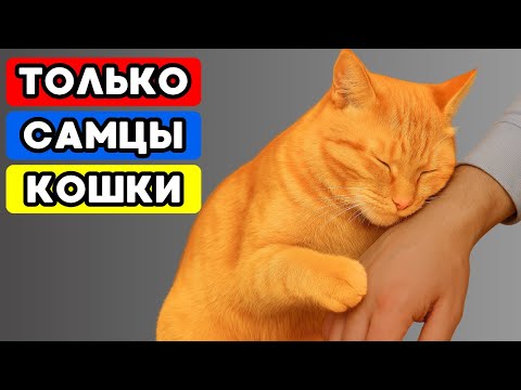 Видео: Бьюсь об заклад — ты не знаешь этих фактов о САМЦАХ-КОШКАХ!