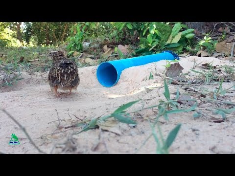 Видео: Ловушка для перепелов