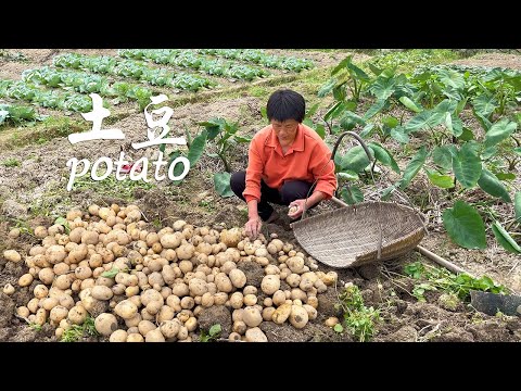 Видео: Выкопайте гнездо картофеля на мотыге