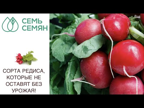 Видео: ВАМ ТОЧНО ПОНРАВЯТСЯ ЭТИ УРОЖАЙНЫЕ СОРТА РЕДИСА!
