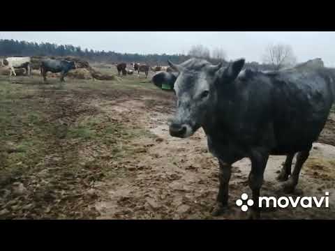 Видео: ЗИМОЙ СКУЧНО В ДЕРЕВНЕ?!ЕЩЕ БОЛЬШЕ РАБОТЫ ПО ХОЗЯЙСТВУ!48 ГОЛОВ НА 2 ЧЕЛОВЕКА-КАК СПРАВИТЬСЯ С НИМИ!