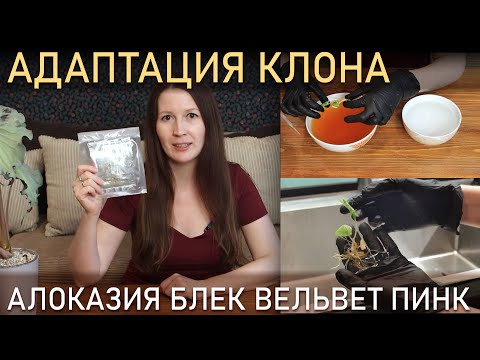 Видео: АДАПТАЦИЯ КЛОНА. Неудача? Мой опыт