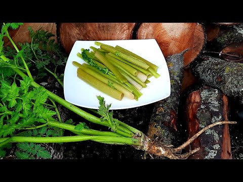 Видео: Գարնանային Բերքահավաք,Իծկոթի,կնազոխի  Թթու , Весенный урожай Квашенные Травы Фенхель (бохи) Шамшадин