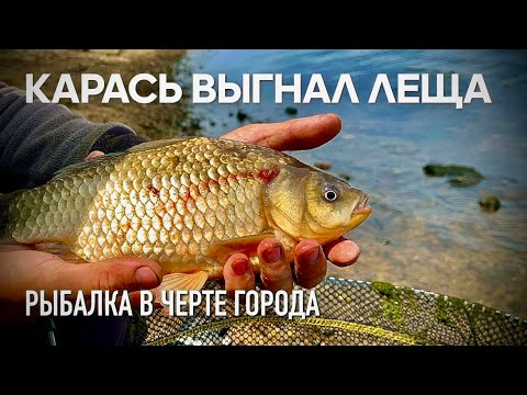 Видео: КАРАСЬ выгнал ЛЕЩА. А как хорошо начиналось. РЫБАЛКА в черте горда.