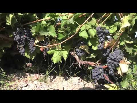 Видео: РУШДИ АНГУРПАРВАРИ ДАР НОҲИЯИ ДЕВАШТИЧ