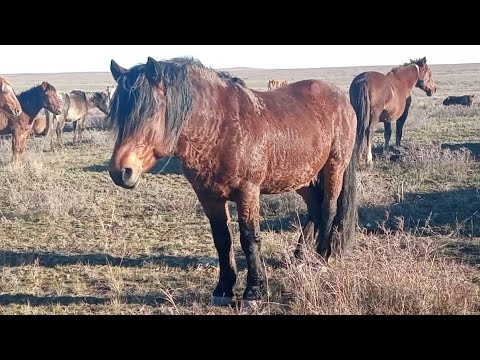 Видео: Шыңғыстаудың жабы жылқысы. Керітанаудың үйірі.