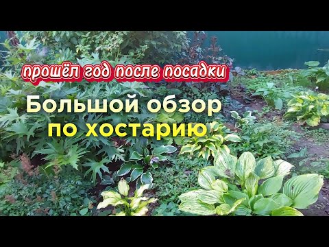 Видео: Хостарию год. Как разрастаются новые хосты.