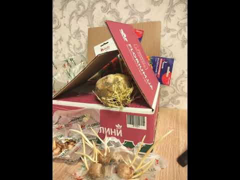 Видео: Замовлення з інтернет магазину "Флоріум". Чи варто купувати рослини на сезонних розпродажах)