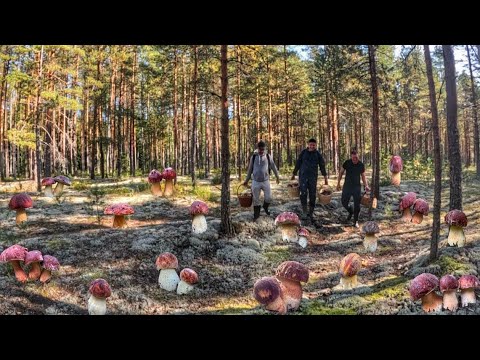 Видео: БЕЛЫЙ МОХ СТАЛ ШОКОЛАДНЫМ! МАССОВЫЙ СЛОЙ БОРОВИКОВ ОКУТАЛ СОСНОВЫЙ ЛЕС | НЕКУДА СТУПИТЬ ВЕЗДЕ ГРИБЫ!