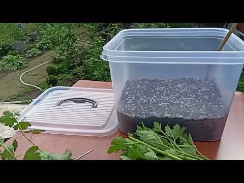 Видео: Черенкование крыжовника зелеными черенками.14.06.2022