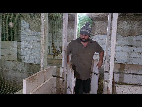 Видео: Загоны для кур! Старожилы двора! Гостинцы для Пепы , куда посадил утёнка?