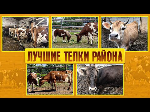 Видео: Личное подсобное хозяйство семьи Катураевых. Часть 1. Ферма. Козы, кони, телки, кошки, коровы, рыбы.