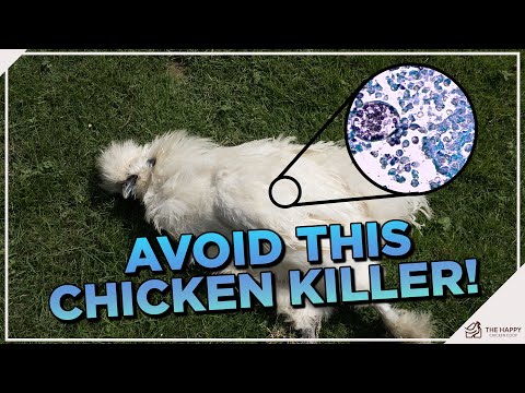 Видео: Как лечить и предотвращать кокцидиоз у кур