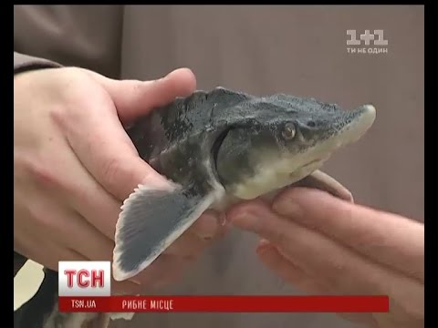 Видео: Історичне повернення осетрових: річку Дніпро у Києві зарибнили стерляддю