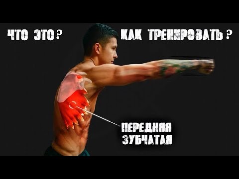 Видео: Передняя Зубчатая - как и зачем тренировать эту важную мышцу | Джереми Этье