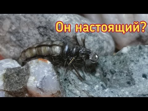 Видео: Имитация ручейника, шитика  Caddis larva - точная копия. Ручейник как живой. Мушка для ловли хариуса