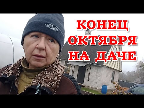 Видео: Утепляюсь и работаю: пересаживаю гипсофилу и хризантемы | Модная дачница и кошка Чертёнок в деле!