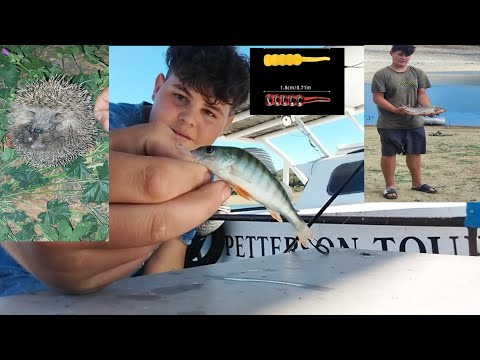 Видео: Хванах огромна каракуда на мормишинг. Хванах най-цветната риба. Мормишинг риболова на яз.Жребчево 