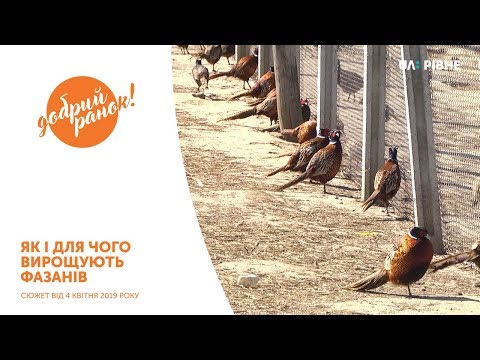 Видео: Як і для чого вирощують фазанів