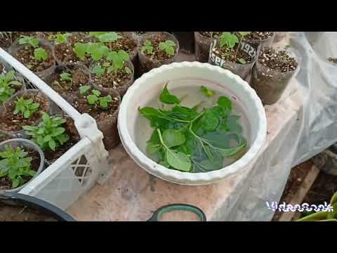 Видео: #гортензии замёрзли #черенкую крупнолистную гортензию