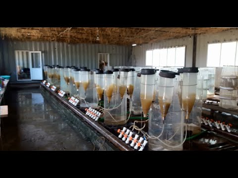 Видео: Баровардани личинка ( Инкубатция )  аз Амур Сазан  Толстолоб Цехи Инкубатция дар Точикистон